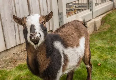 Nigerian goat