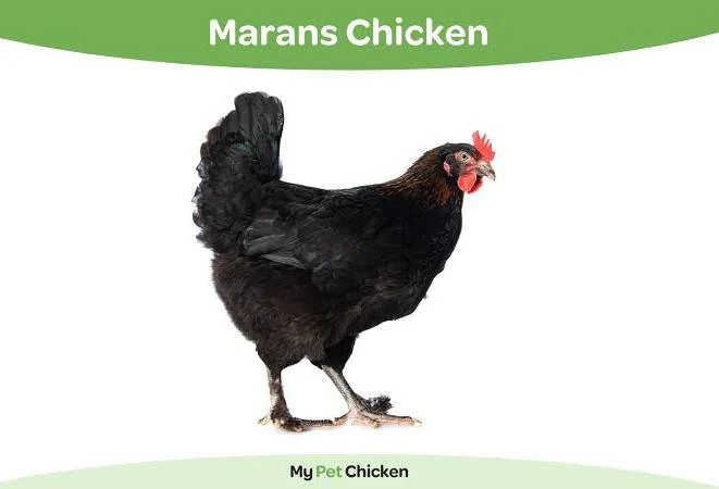 Marans chicken