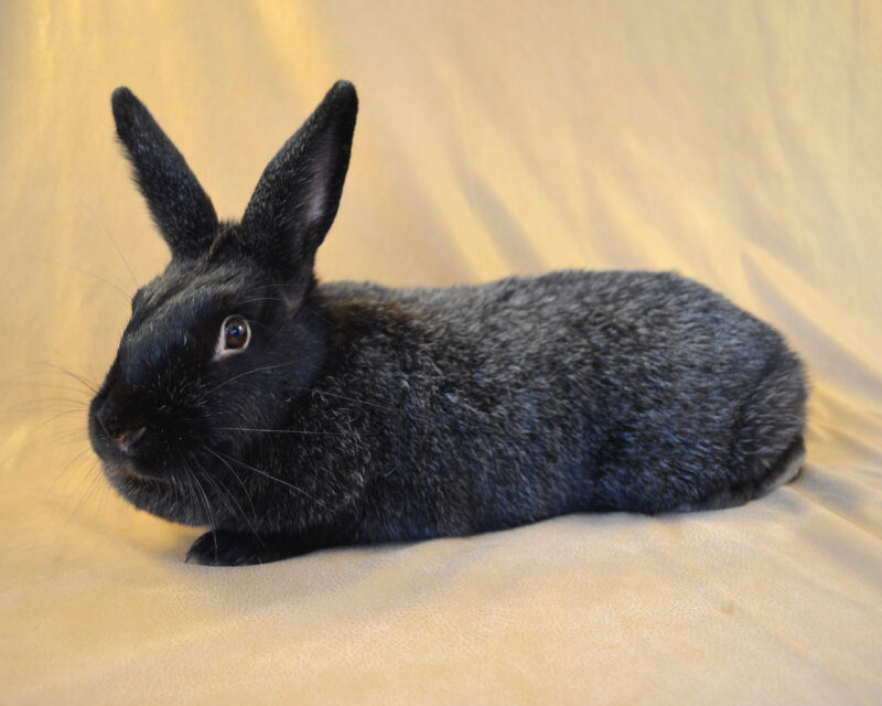 silver fox rabbit