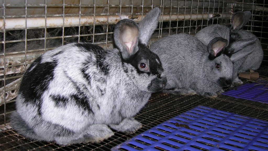 champagne rabbit